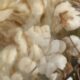 USDA releases payments under 2026 Pima Cotton and Wool Trust Funds