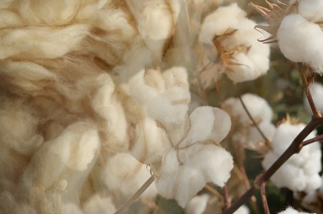 USDA releases payments under 2026 Pima Cotton and Wool Trust Funds