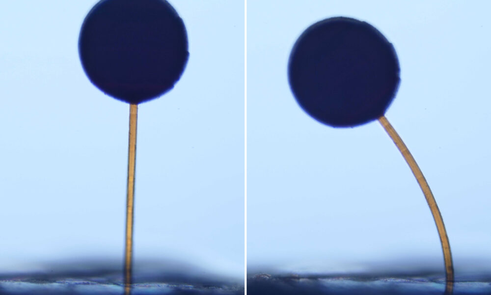 With a swipe of a magnet, microscopic “magno-bots” perform complex maneuvers