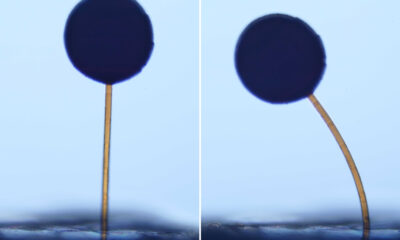 With a swipe of a magnet, microscopic “magno-bots” perform complex maneuvers