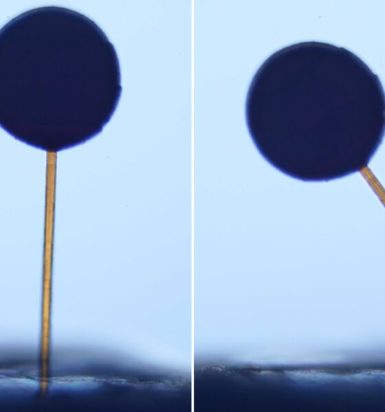 With a swipe of a magnet, microscopic “magno-bots” perform complex maneuvers