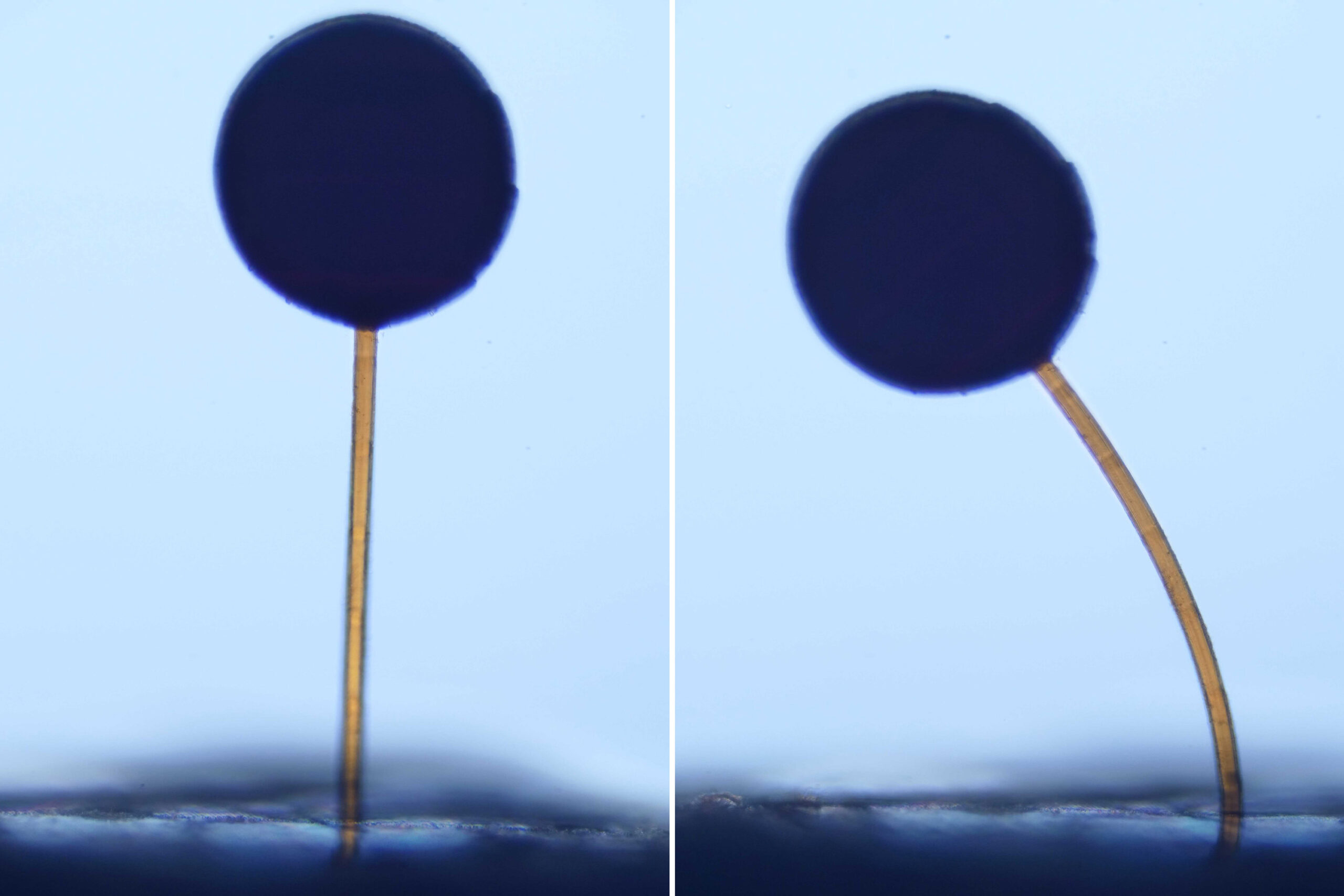 With a swipe of a magnet, microscopic “magno-bots” perform complex maneuvers