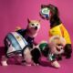 Adidas launches FIFA World Cup 2026 pet jersey collection