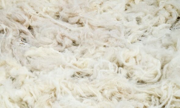 Australian wool prices edge higher, quality gap weighs on market