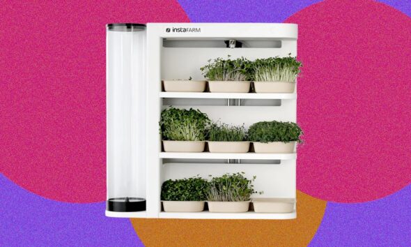 Found: The Easiest Microgreens You’ll Ever Grow