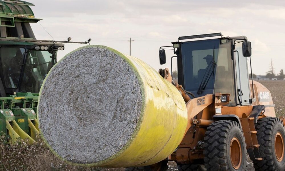 Global cotton production, stocks to fall; consumption to rise: WASDE