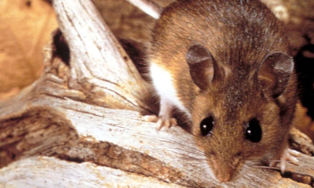 Here’s What You Need to Know About the Hantavirus