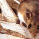 Here’s What You Need to Know About the Hantavirus