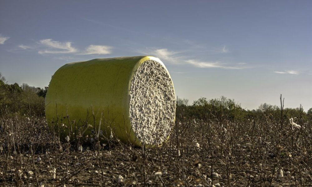 ICE cotton drops sharply as overbought market triggers sell-off