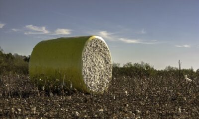 ICE cotton drops sharply as overbought market triggers sell-off