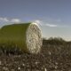 ICE cotton drops sharply as overbought market triggers sell-off
