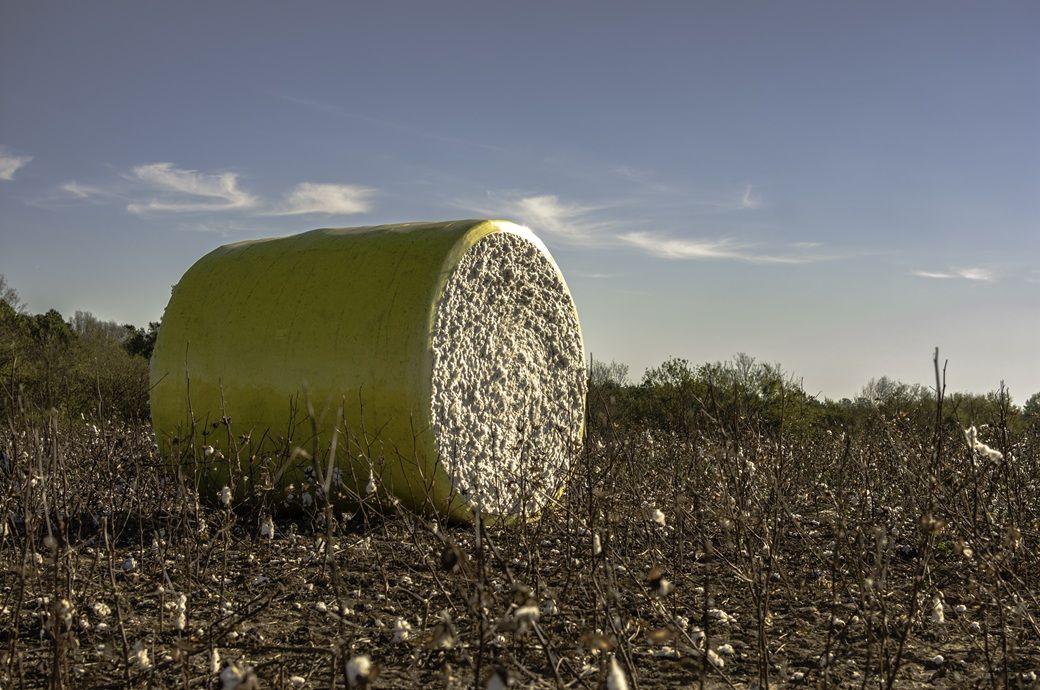 ICE cotton drops sharply as overbought market triggers sell-off