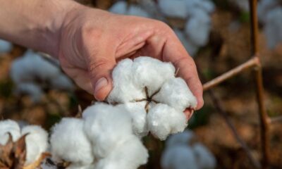 ICE cotton sees mixed trend as rain forecasts weaken sentiment