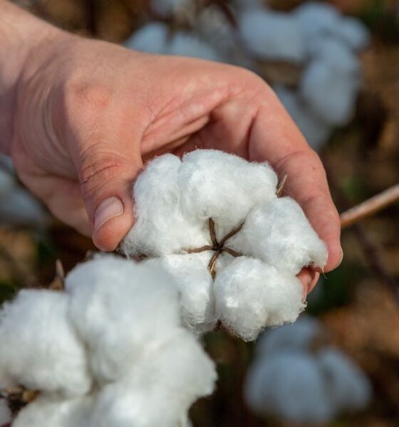 ICE cotton sees mixed trend as rain forecasts weaken sentiment