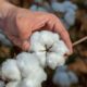 ICE cotton sees mixed trend as rain forecasts weaken sentiment