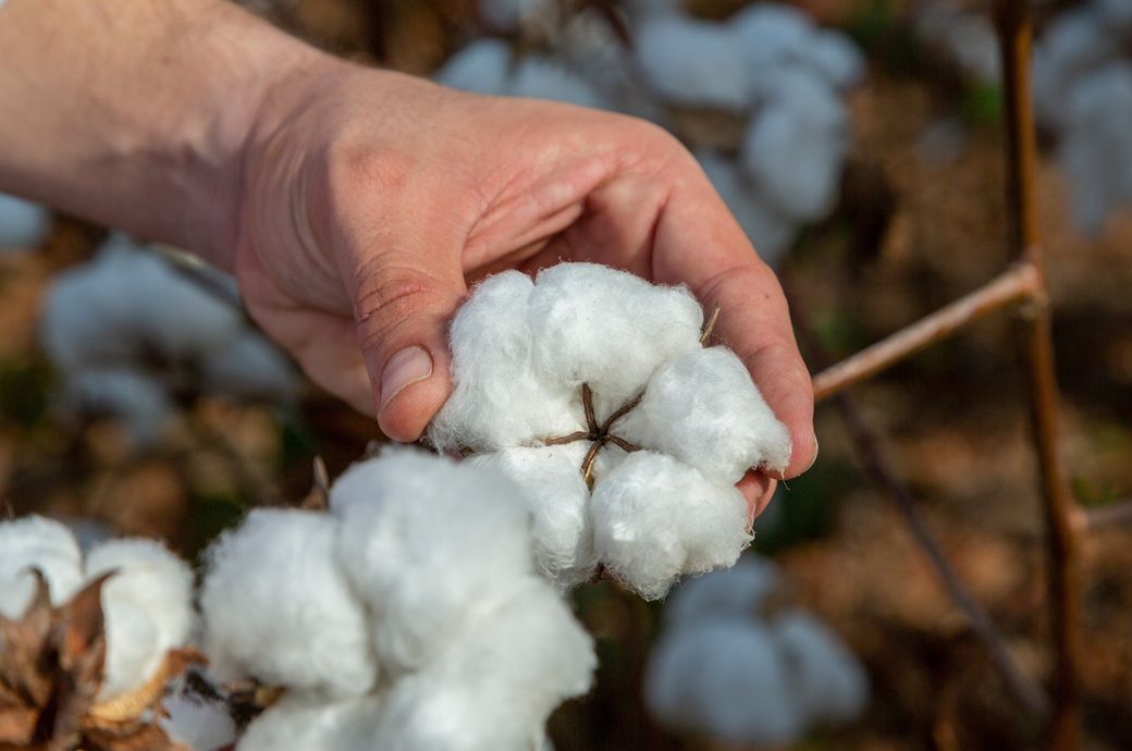 ICE cotton sees mixed trend as rain forecasts weaken sentiment