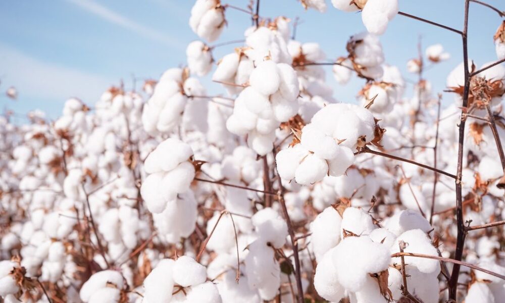 India approves 5 mn cotton mission as supply tightens