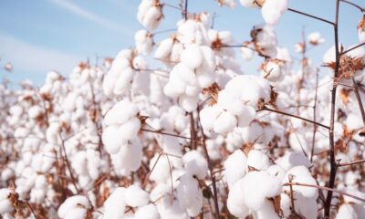 India approves 5 mn cotton mission as supply tightens