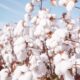 India approves 5 mn cotton mission as supply tightens