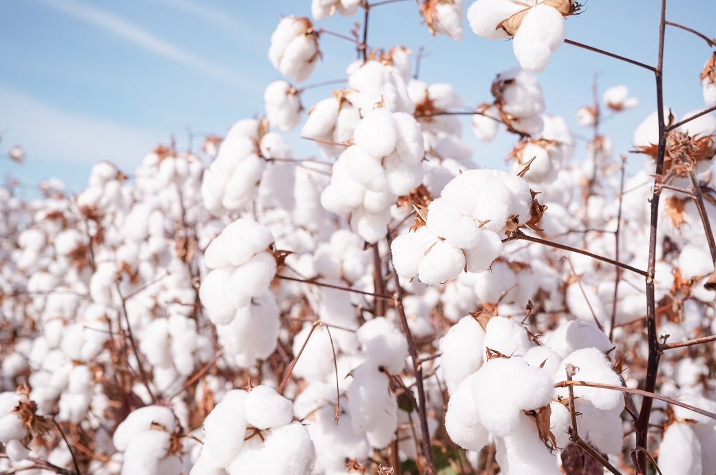 India approves 5 mn cotton mission as supply tightens