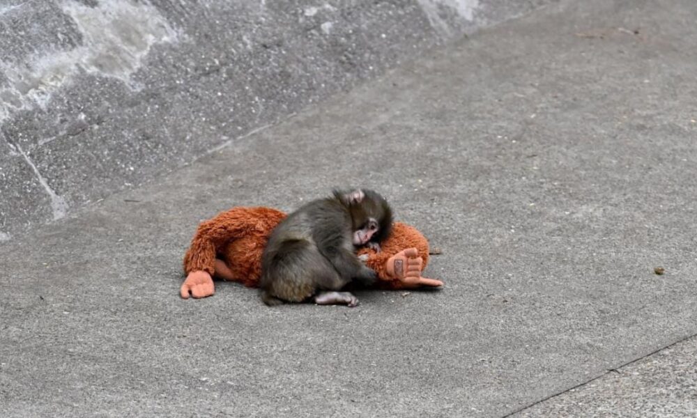 Two Americans arrested at Japanese zoo