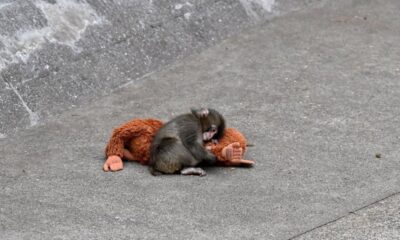 Two Americans arrested at Japanese zoo