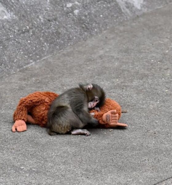 Two Americans arrested at Japanese zoo