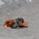 Two Americans arrested at Japanese zoo