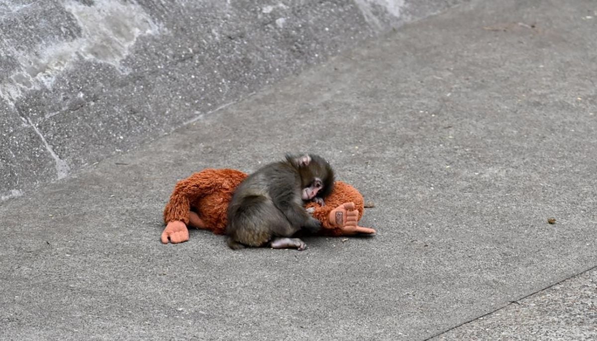 Two Americans arrested at Japanese zoo
