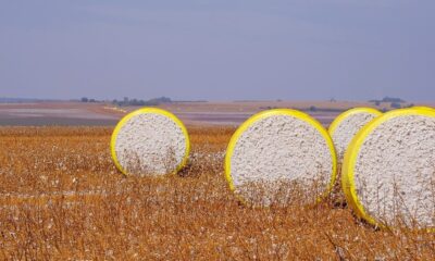 US Upland, Pima cotton export sales weaken: USDA