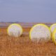 US Upland, Pima cotton export sales weaken: USDA