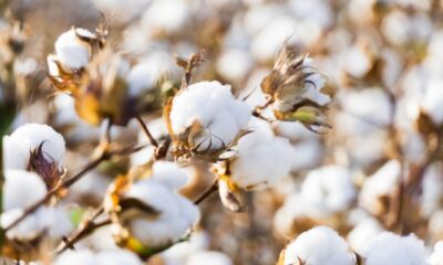 US Upland cotton sales rebound after steep decline: USDA