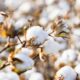 US Upland cotton sales rebound after steep decline: USDA