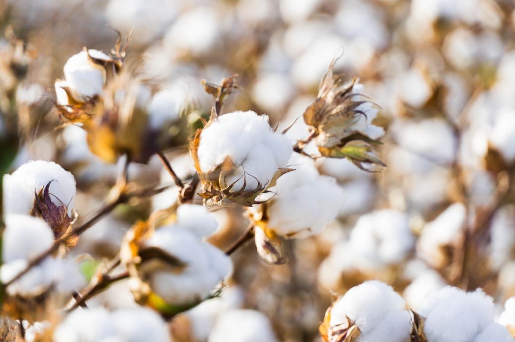 US Upland cotton sales rebound after steep decline: USDA