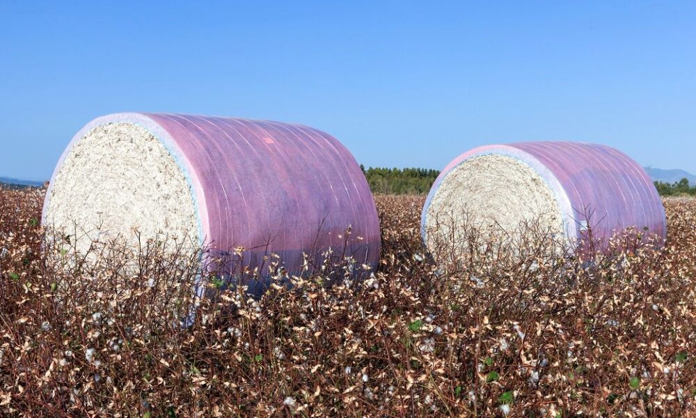 US cotton export sales show strong recovery, Upland rise 36%