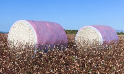 US cotton export sales show strong recovery, Upland rise 36%