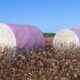 US cotton export sales show strong recovery, Upland rise 36%