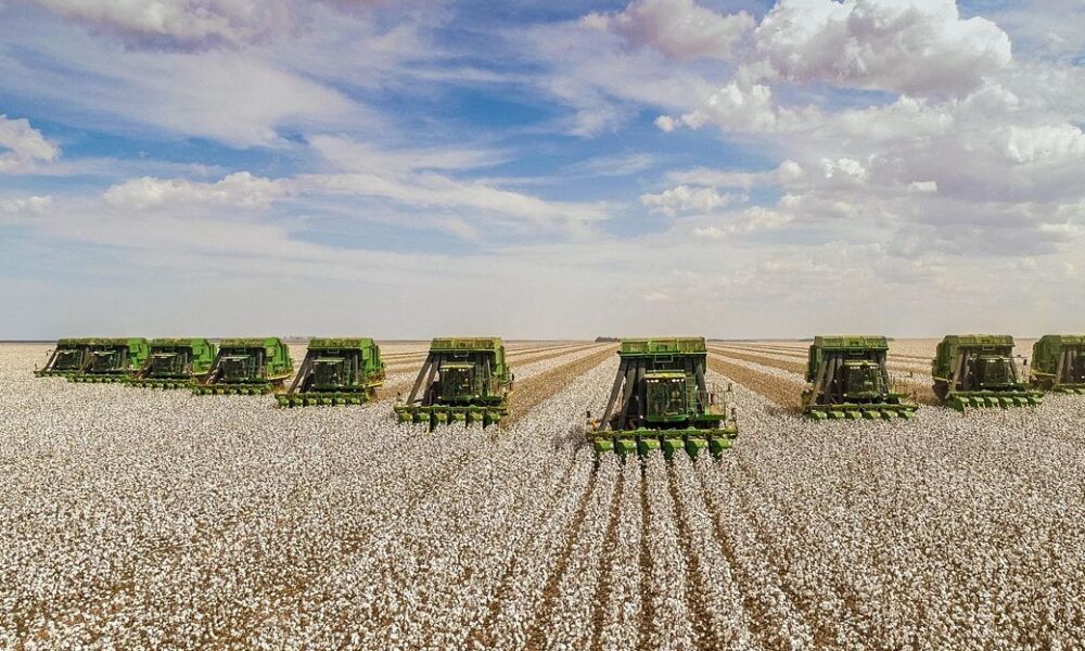 US cotton planting advances to 41%, concerns persist in Texas