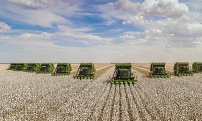 US cotton planting advances to 41%, concerns persist in Texas
