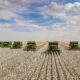 US cotton planting advances to 41%, concerns persist in Texas