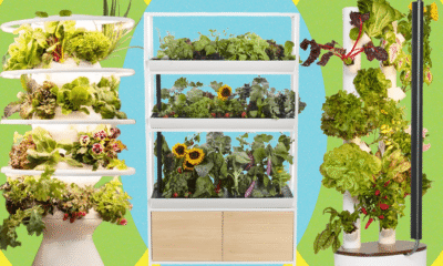 Which Indoor Gardening System Is Worth the Price? I Tried Them All