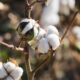 Strong US export sales fail to halt ICE cotton slide
